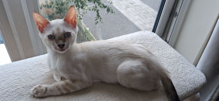 Pure Bengal Kittens for sale in Cheltenham, Gloucestershire