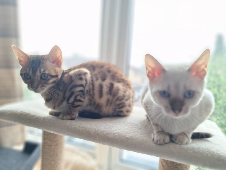 Pure Bengal Kittens for sale in Cheltenham, Gloucestershire | Image 2
