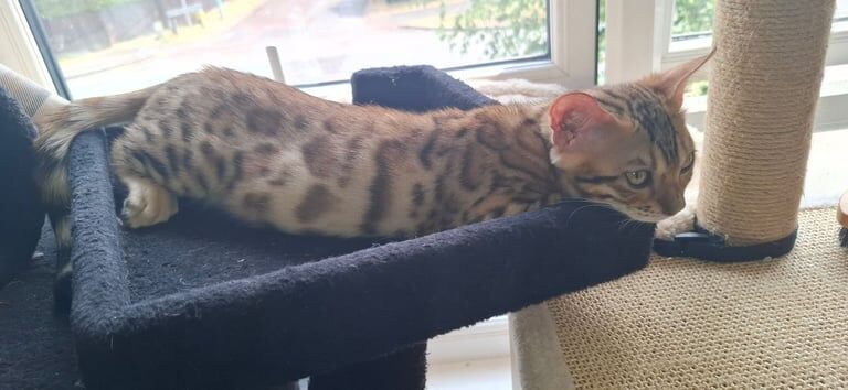 Pure Bengal Kittens for sale in Cheltenham, Gloucestershire | Image 3