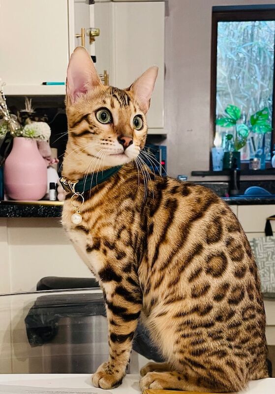 Bengal kittens for sale in St Austell, Cornwall – 8 weeks old