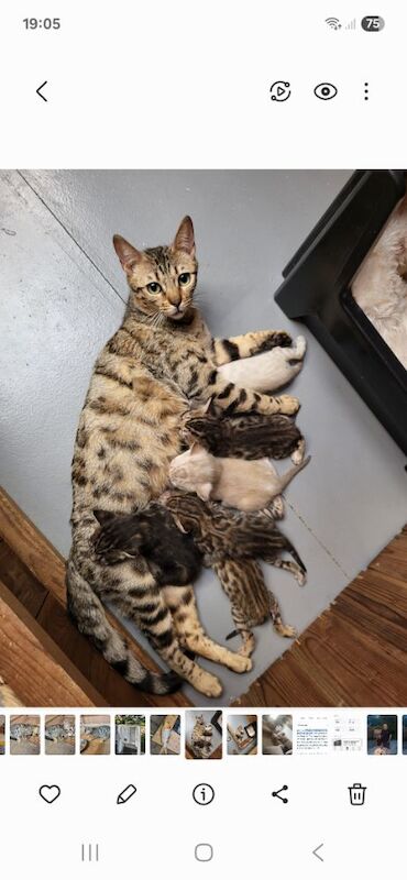 Bengal kittens for sale in Peterborough, Cambridgeshire – 9 weeks old - Image 2 of 5