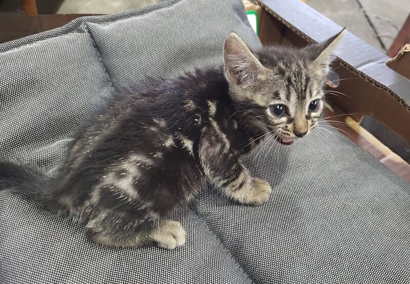 Bengal kittens for sale in Peterborough, Cambridgeshire – 9 weeks old - Image 4 of 5