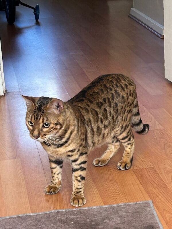 Pure Bengal kittens - Image 2 of 5