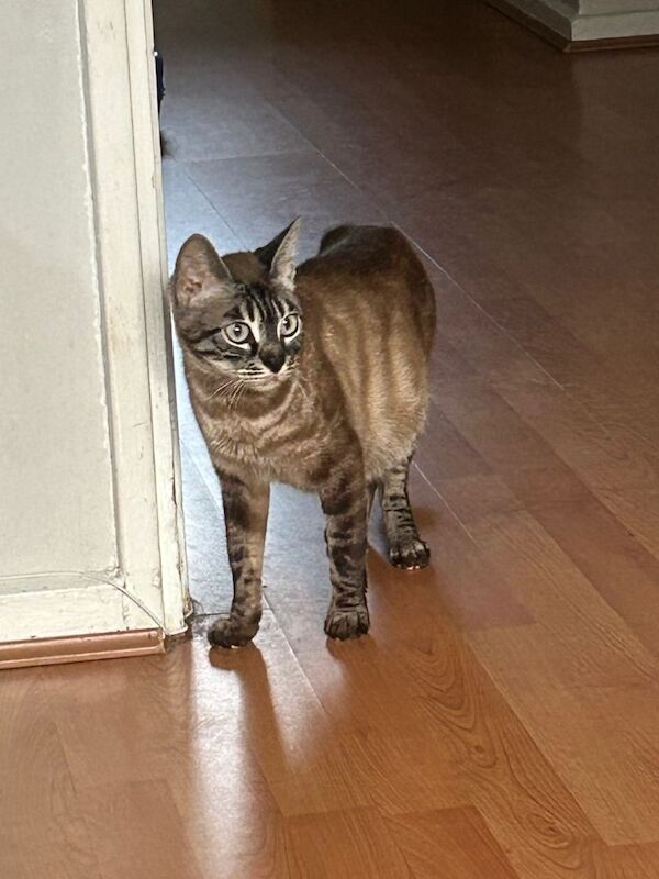 Pure Bengal kittens - Image 3 of 5