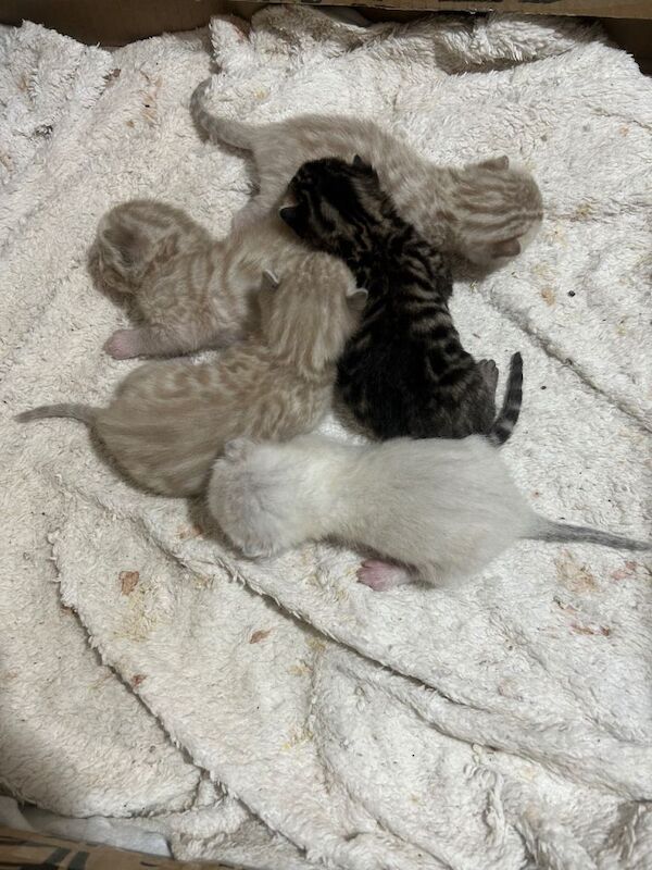 Pure Bengal kittens - Image 4 of 5