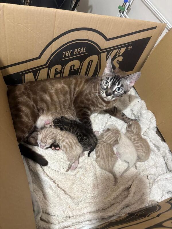 Pure Bengal kittens - Image 5 of 5