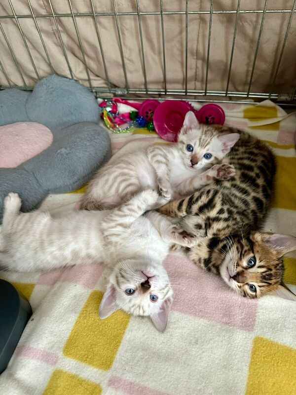 Pure Bengal kittens/cats for sale in Handsworth, West Midlands