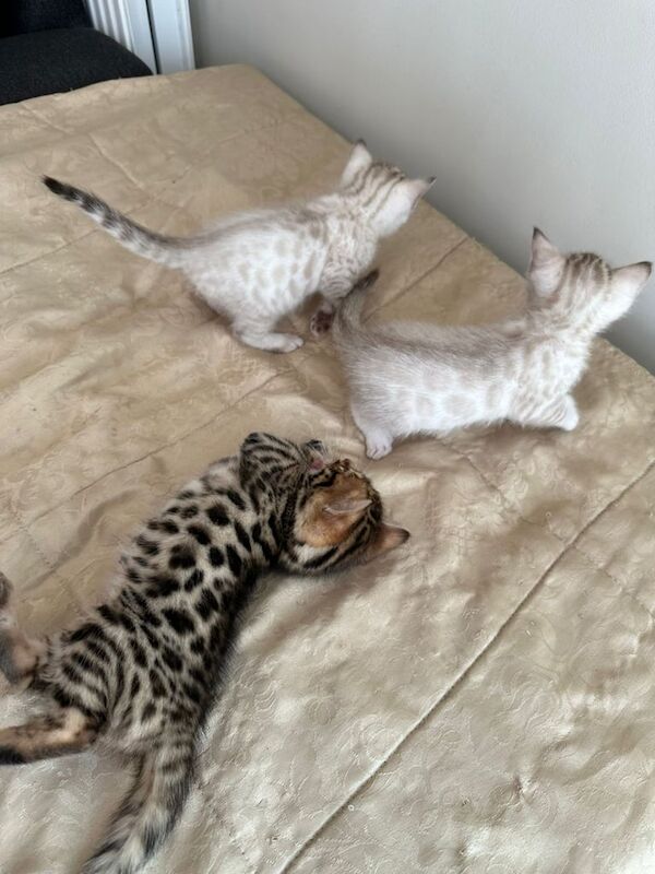 Pure Bengal kittens/cats for sale in Handsworth, West Midlands | Image 2