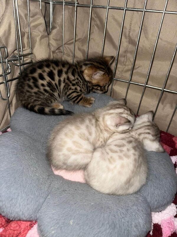 Pure Bengal kittens/cats for sale in Handsworth, West Midlands - Image 3