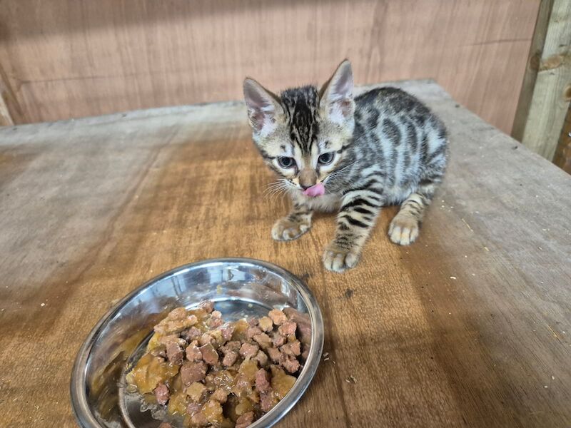 Bengal kittens for sale in Peterborough Cambridgeshire – 8 weeks old