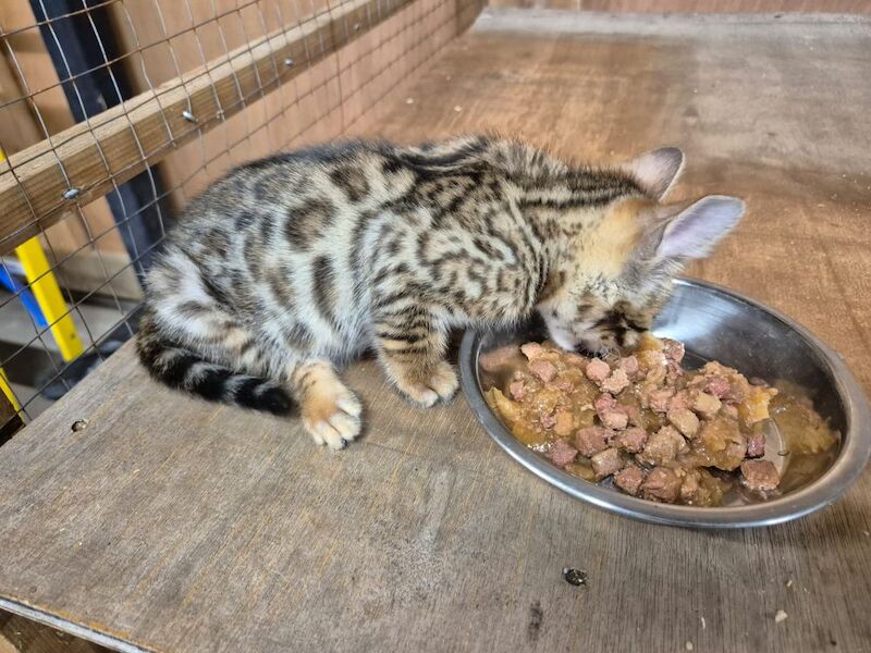 Bengal kittens for sale in Peterborough Cambridgeshire – 8 weeks old - Image 2 of 7