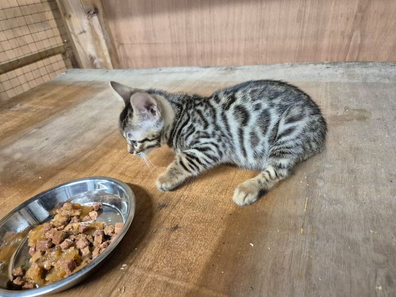 Bengal kittens for sale in Peterborough Cambridgeshire – 8 weeks old - Image 3 of 7