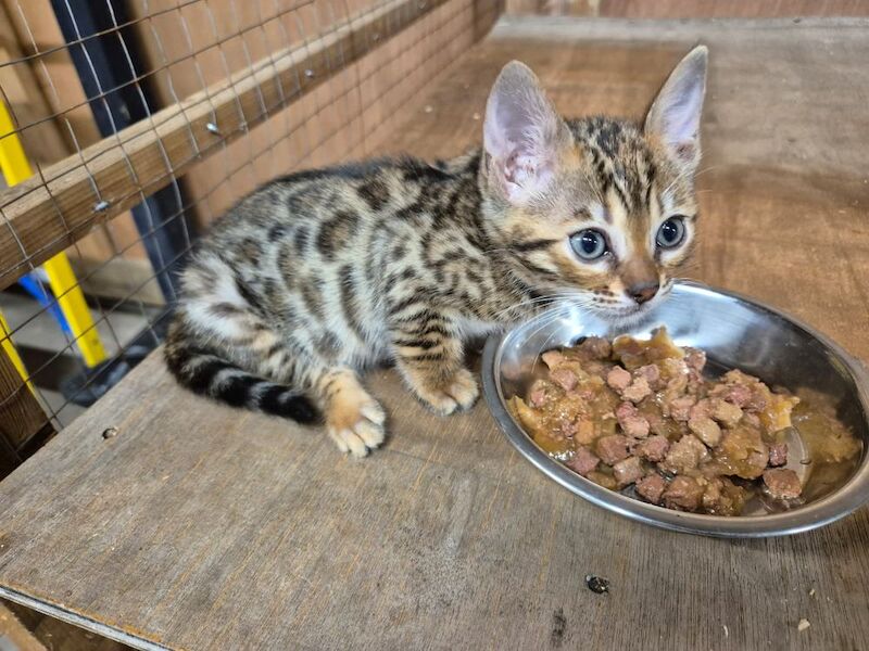 Bengal kittens for sale in Peterborough Cambridgeshire – 8 weeks old - Image 4 of 7