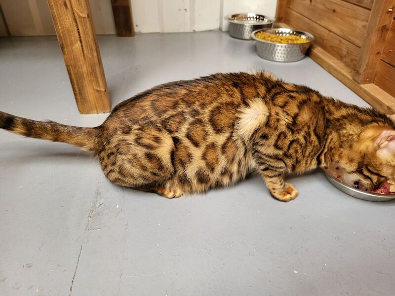 Bengal kittens for sale in Peterborough Cambridgeshire – 8 weeks old - Image 6 of 7