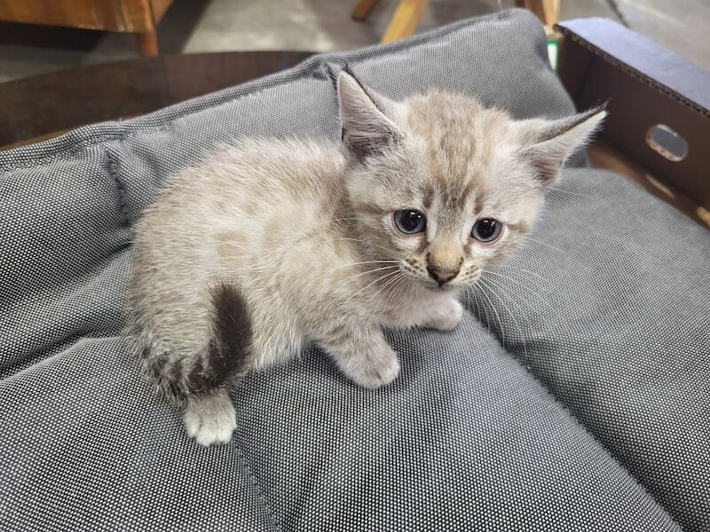 Bengal kittens for sale in Peterborough, Cambridgeshire – 6 weeks old