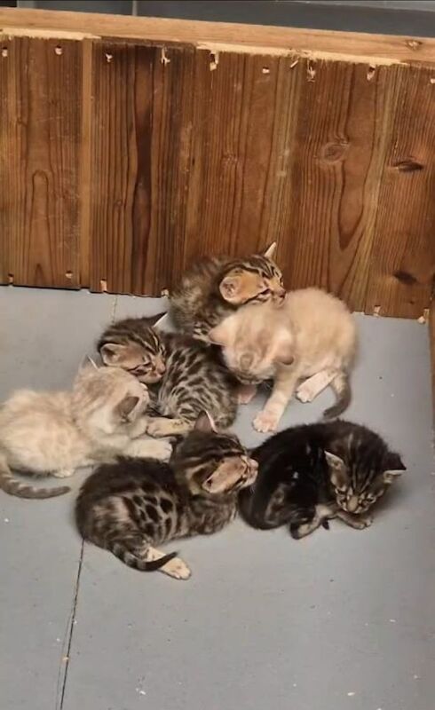 Bengal kittens for sale in Peterborough, Cambridgeshire – 6 weeks old - Image 2 of 6