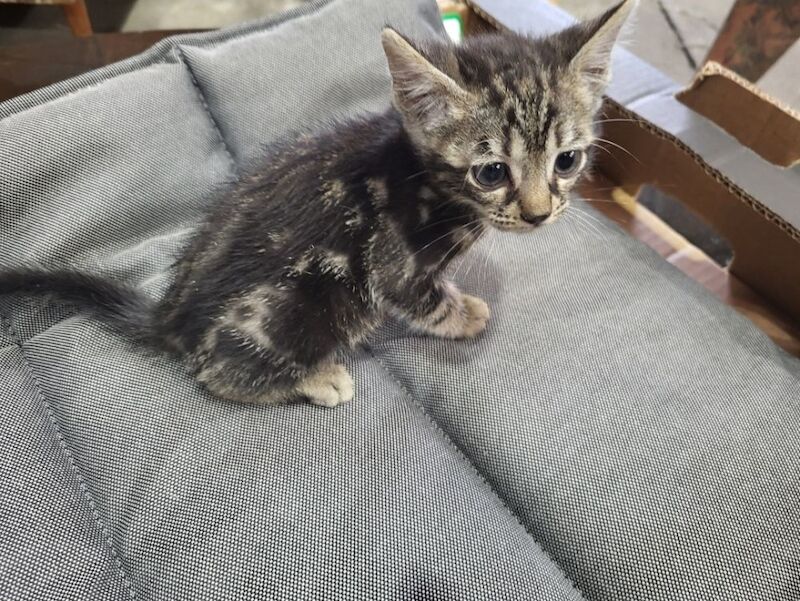 Bengal kittens for sale in Peterborough, Cambridgeshire – 6 weeks old - Image 3 of 6
