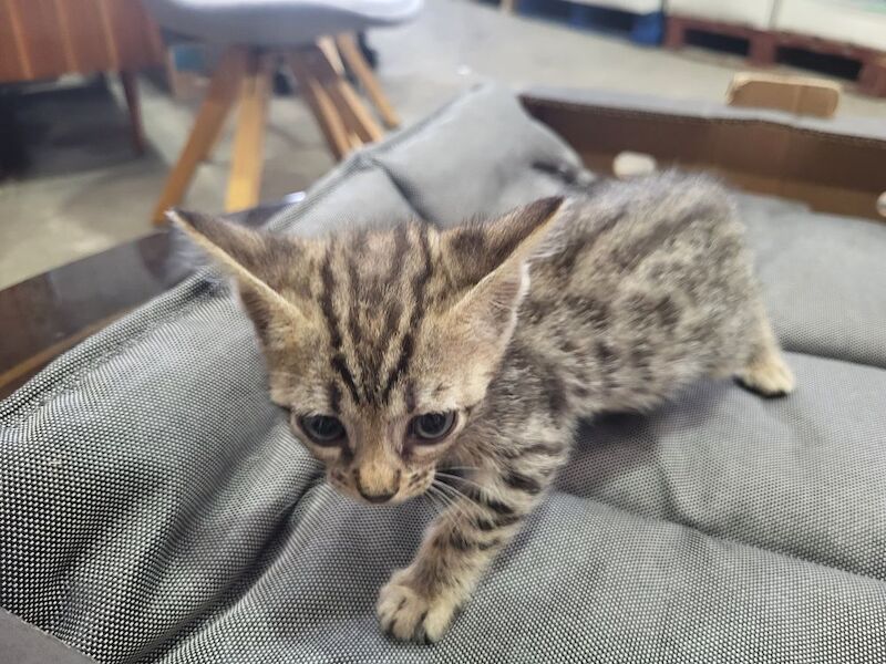 Bengal kittens for sale in Peterborough, Cambridgeshire – 6 weeks old - Image 4 of 6
