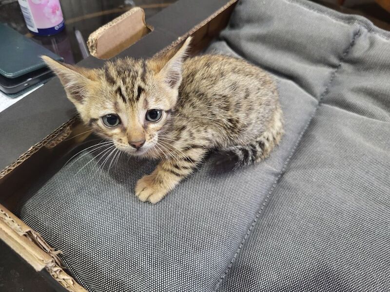 Bengal kittens for sale in Peterborough, Cambridgeshire – 6 weeks old - Image 5 of 6