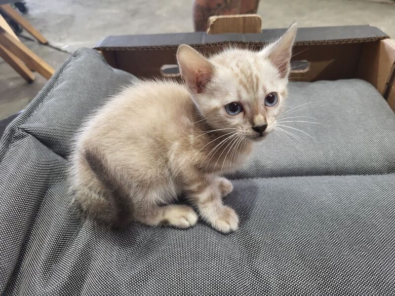 Bengal kittens for sale in Peterborough, Cambridgeshire – 6 weeks old - Image 6 of 6