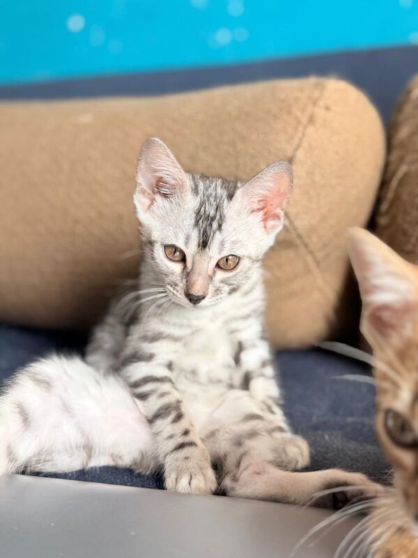 Bengal kittens for sale in Putney, Greater London – 10 weeks old