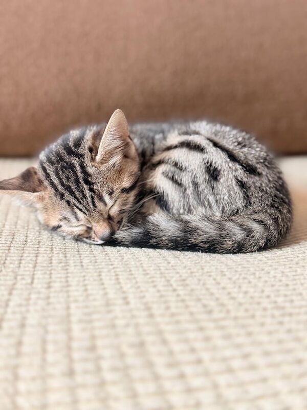 Bengal kittens for sale in Putney, Greater London – 10 weeks old - Image 2 of 3