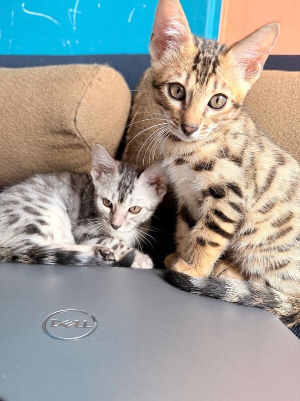 Bengal kittens for sale in Putney, Greater London – 10 weeks old - Image 3 of 3