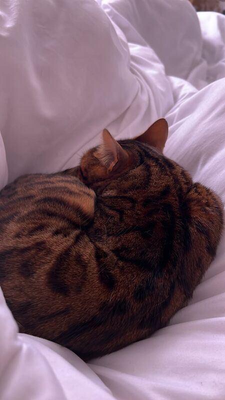 Pure Bengal Pedigree Male Cat for sale in Wakefield, West Yorkshire | Image 3