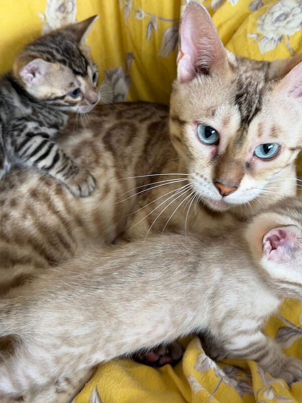 Bengal kittens for sale in Peterborough, Cambridgeshire – 7 weeks old