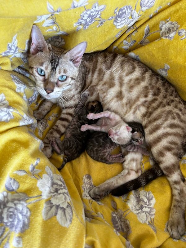 Bengal kittens for sale in Peterborough, Cambridgeshire – 7 weeks old - Image 2 of 5