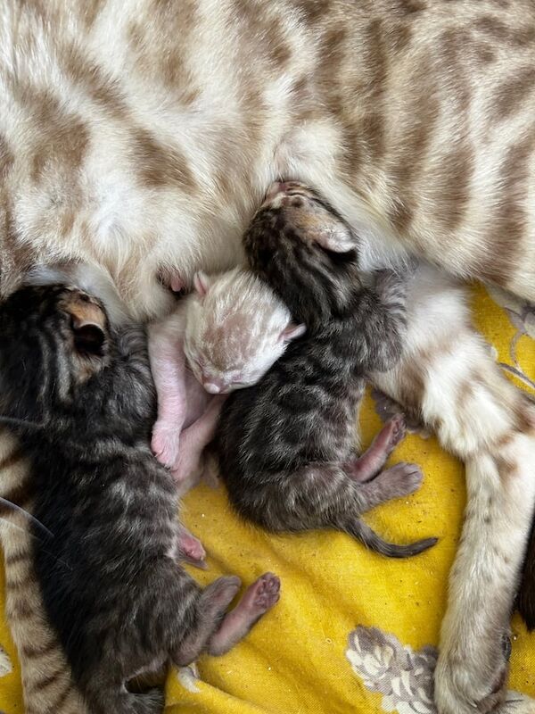 Bengal kittens for sale in Peterborough, Cambridgeshire – 7 weeks old - Image 3 of 5