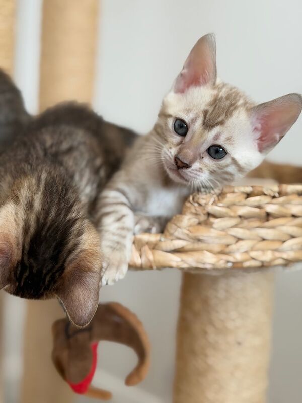 Bengal kittens for sale in Peterborough, Cambridgeshire – 7 weeks old - Image 4 of 5