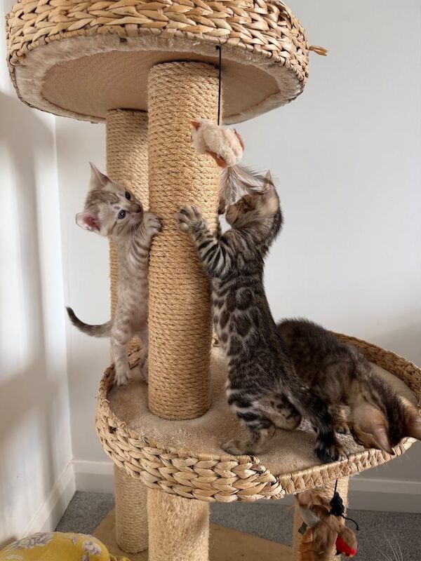 Bengal kittens for sale in Peterborough, Cambridgeshire – 7 weeks old - Image 5 of 5