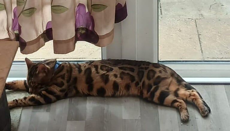 Bengal kittens for sale in Swindon, Wiltshire – 6 weeks old