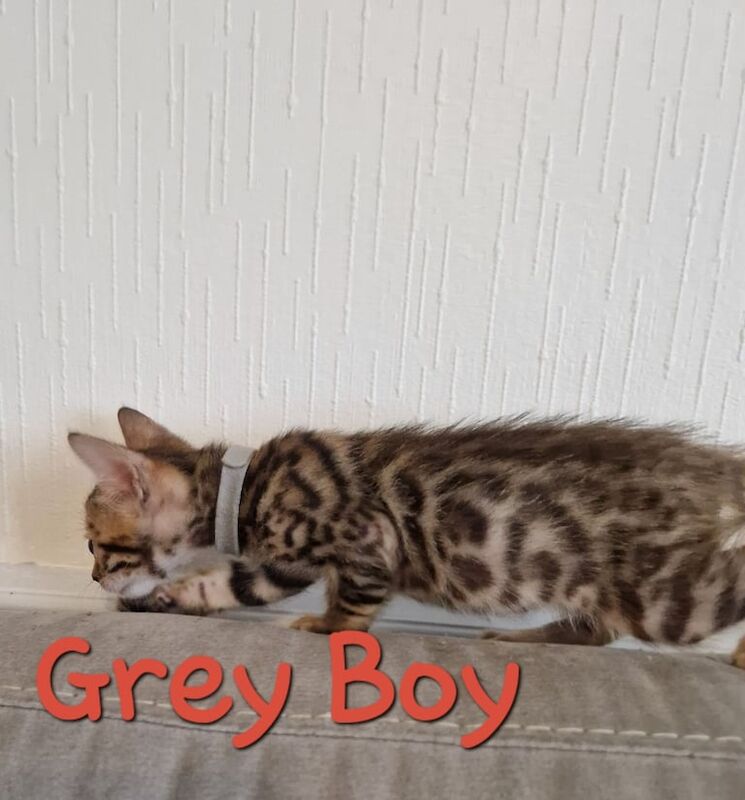 Bengal kittens for sale in Swindon, Wiltshire – 6 weeks old - Image 2 of 3
