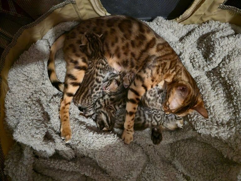 Bengal kittens for sale in Baguley, Greater Manchester – 10 weeks old