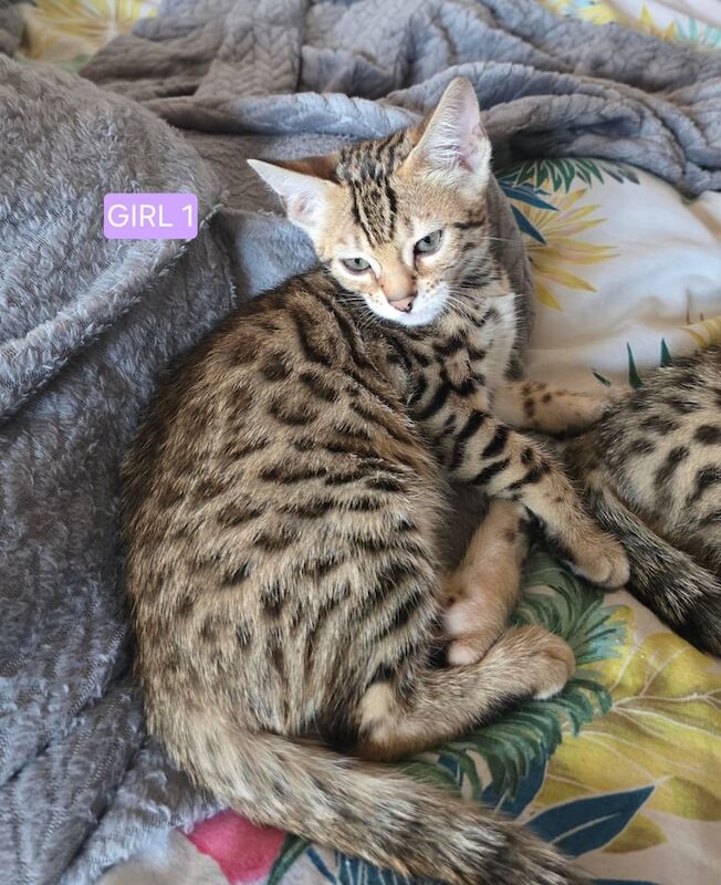 Bengal kittens for sale in Baguley, Greater Manchester – 10 weeks old - Image 2 of 3