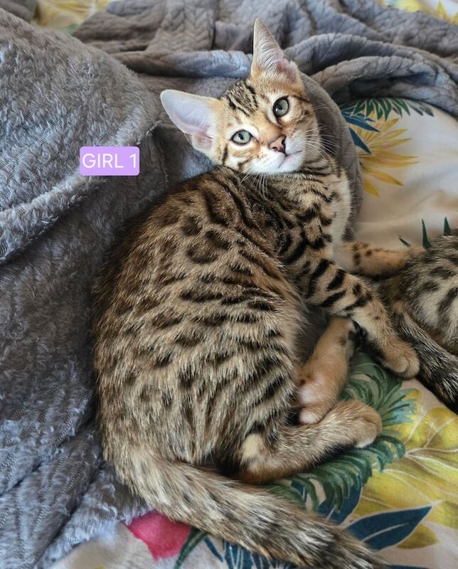 Bengal kittens for sale in Baguley, Greater Manchester – 10 weeks old - Image 3 of 3