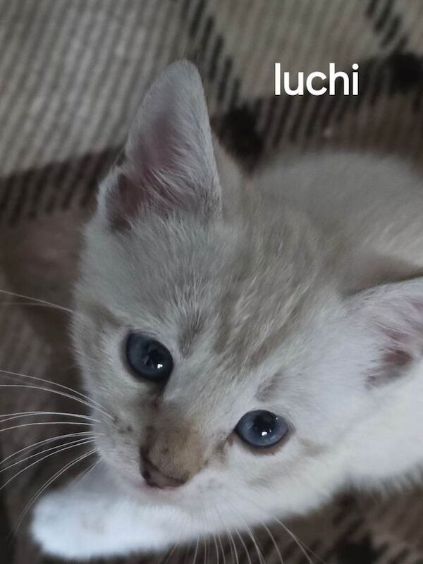 Pure breed Bengal kittens