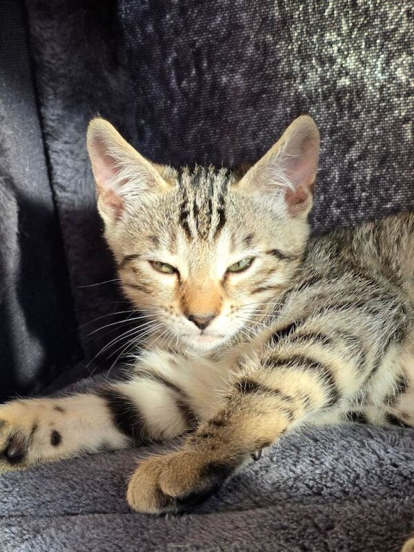 Bengal Kittens For Sale Under £300