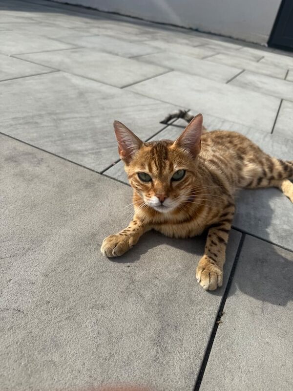 Bengal kittens for sale in Uxbridge, Greater London – 1 year old