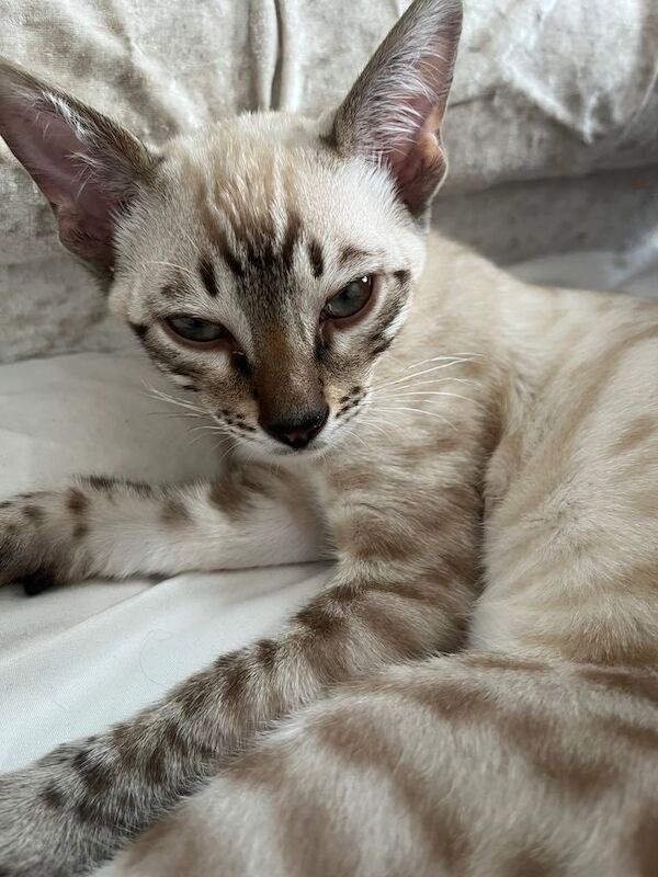 Bengal kittens for sale in Livingston, West Lothian – 4 months old