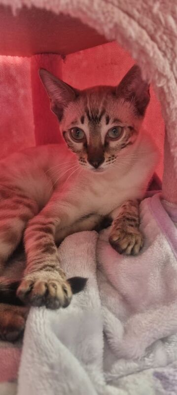 Bengal kittens for sale in Livingston, West Lothian – 4 months old - Image 2 of 3