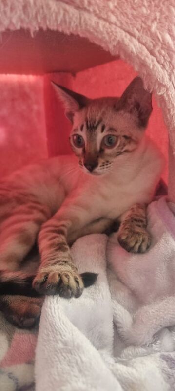 Bengal kittens for sale in Livingston, West Lothian – 4 months old - Image 3 of 3