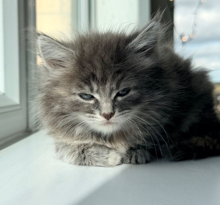 White Fluffy Bengal/Tabby Kittens - Image 2 of 4