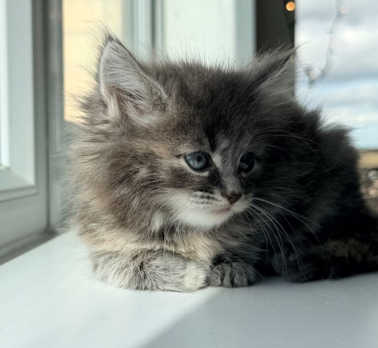 White Fluffy Bengal/Tabby Kittens - Image 3 of 4