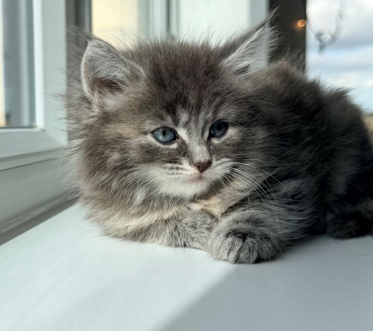 White Fluffy Bengal/Tabby Kittens - Image 4 of 4