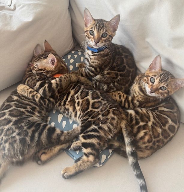 PURE pedegree Bengal kittens for sale in Shepherd's Bush, Greater London