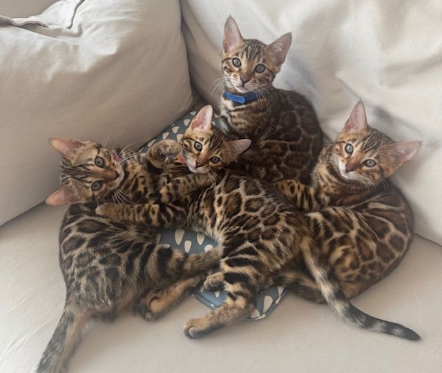 PURE pedegree Bengal kittens for sale in Shepherd's Bush, Greater London | Image 2
