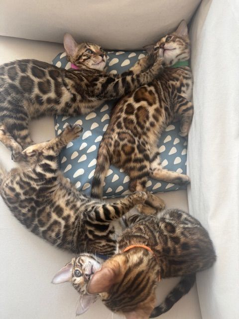 PURE pedegree Bengal kittens for sale in Shepherd's Bush, Greater London | Image 3